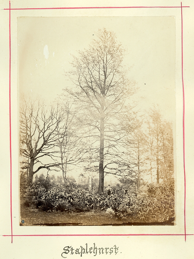 Staplehurst, Kent. Garden with a boy between trees. Photographed about 1875-80